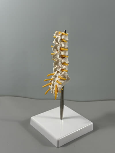 Анатомическая модель пояснично-крестцового отдела позвоночника Corpo de Spine-3