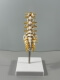Анатомическая модель пояснично-крестцового отдела позвоночника Corpo de Spine